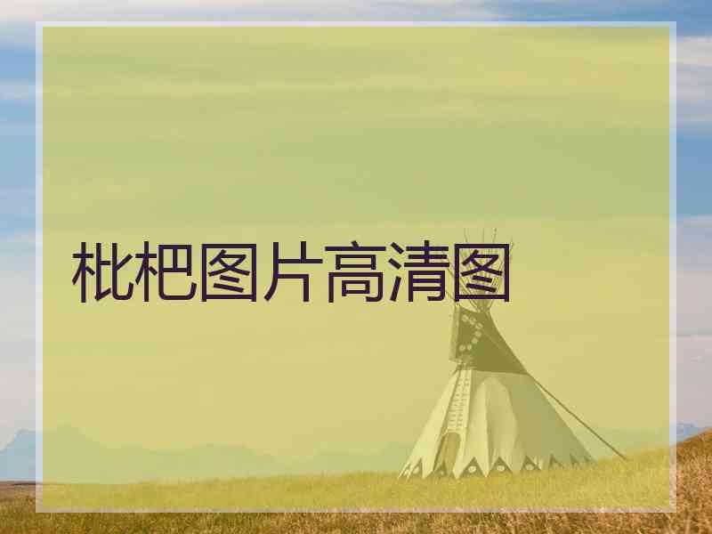 枇杷图片高清图