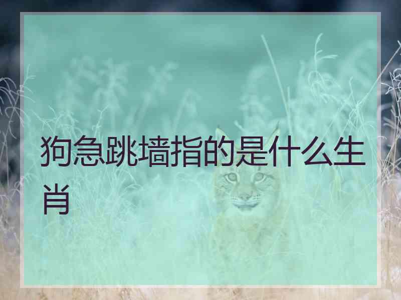 狗急跳墙指的是什么生肖