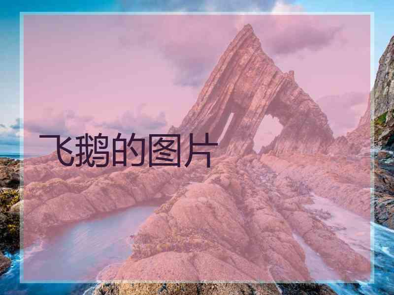 飞鹅的图片