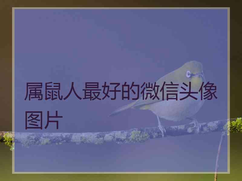 属鼠人最好的微信头像图片