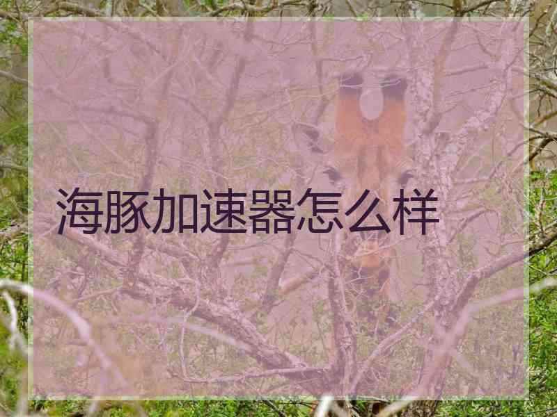 海豚加速器怎么样