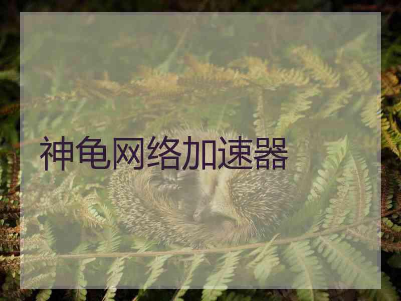 神龟网络加速器