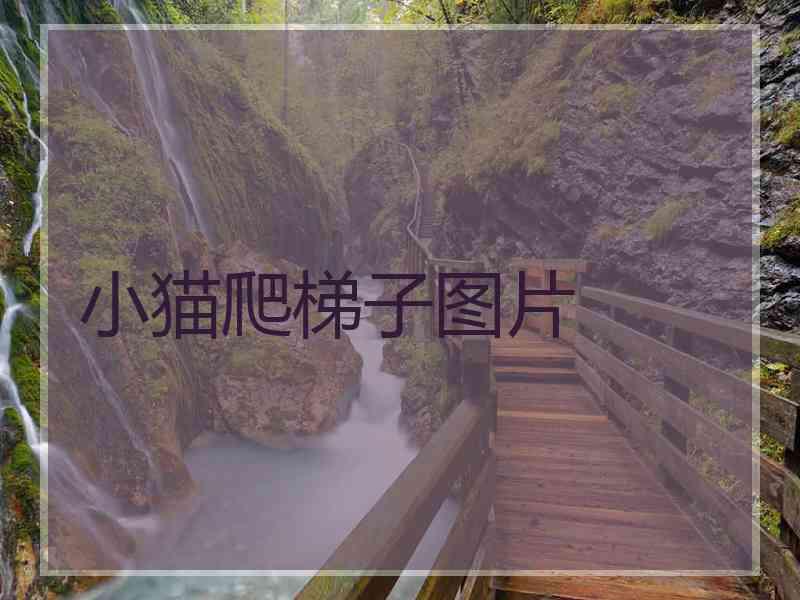 小猫爬梯子图片