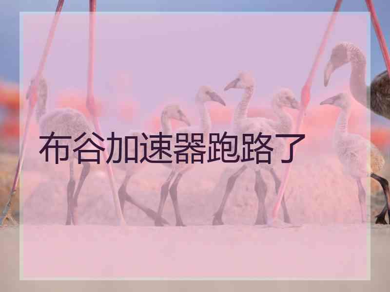 布谷加速器跑路了
