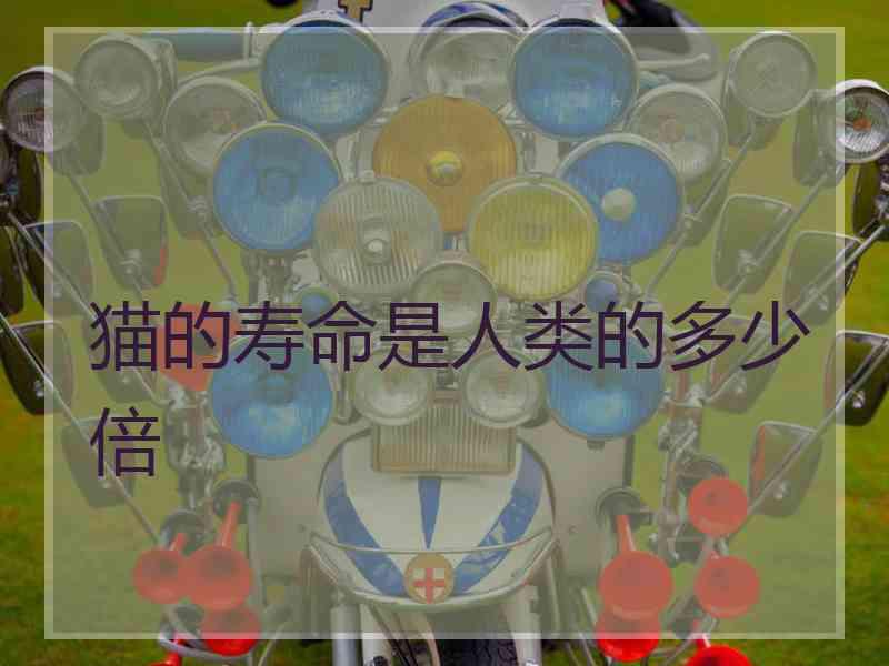 猫的寿命是人类的多少倍