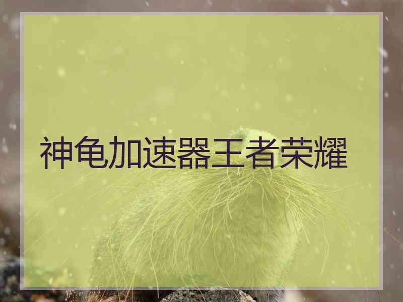 神龟加速器王者荣耀