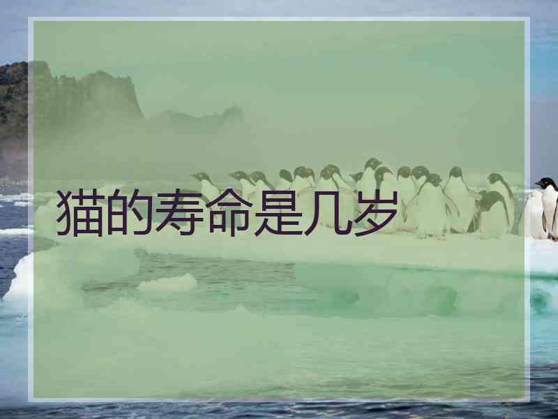 猫的寿命是几岁