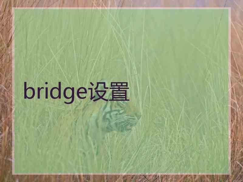 bridge设置