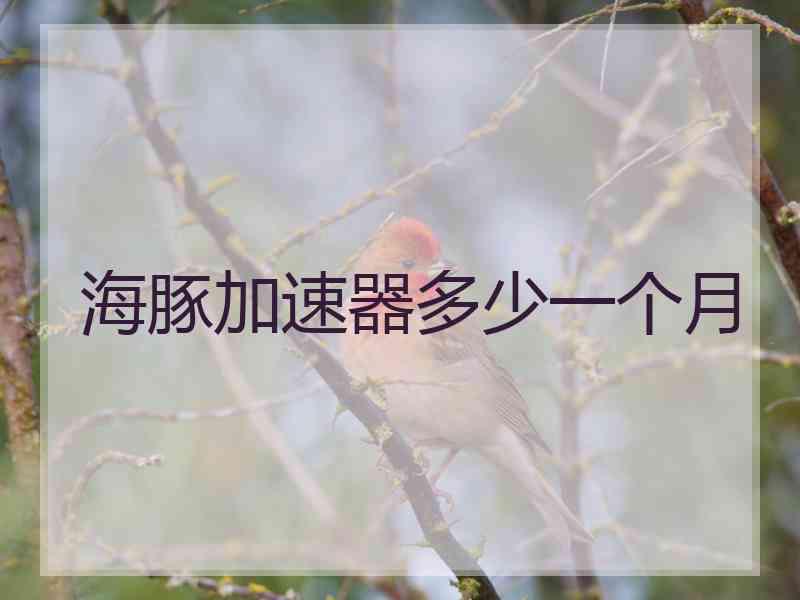 海豚加速器多少一个月