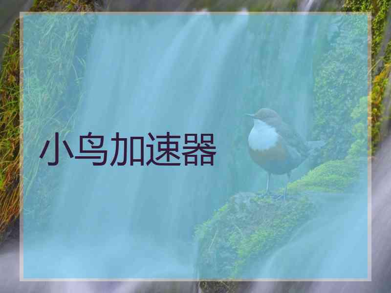 小鸟加速器