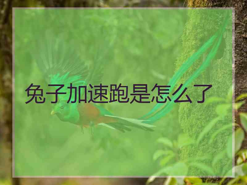 兔子加速跑是怎么了