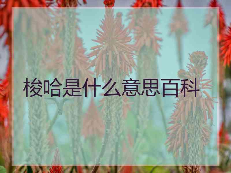 梭哈是什么意思百科